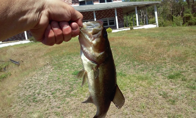 nice pound bass pic#2 friday lunchtime