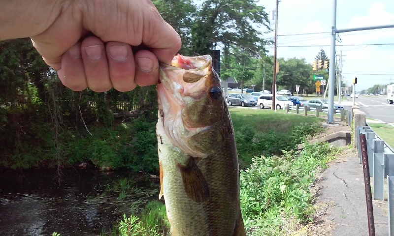 small bass #1 kresson lake
