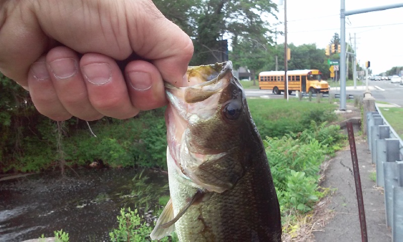 chunky but small bass