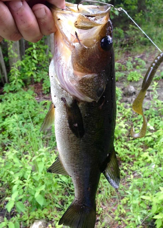 Medford Bass or Cedar Water Bass