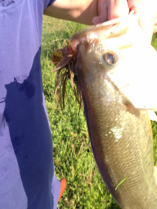 I love swimming jigs from banks