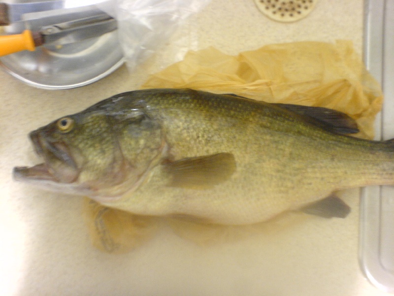 5 pound bass
