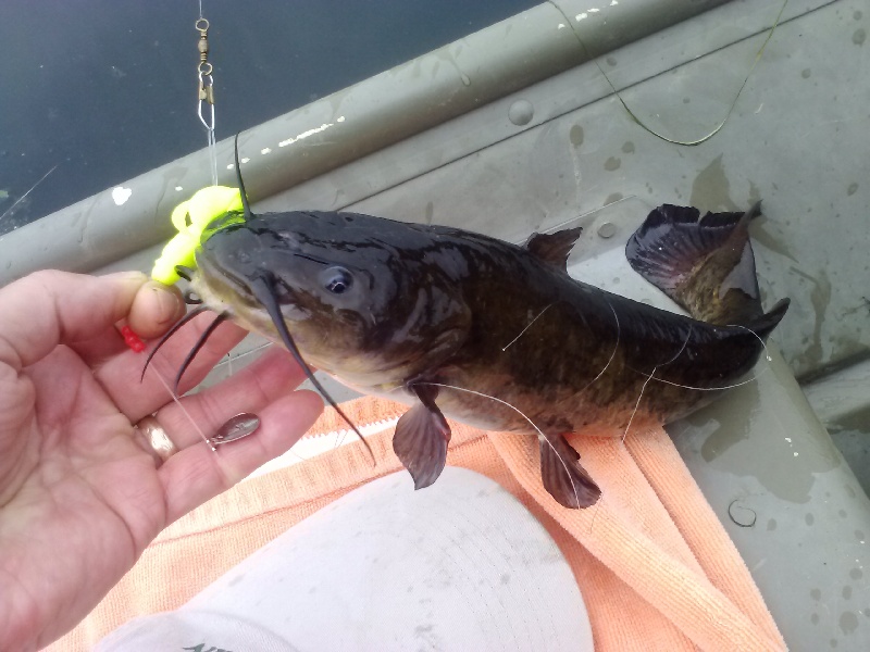 Lake Hiawatha catfish / Horn Pout!! 