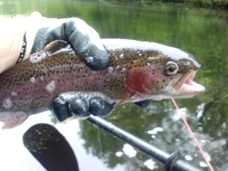 rainbow trout 2