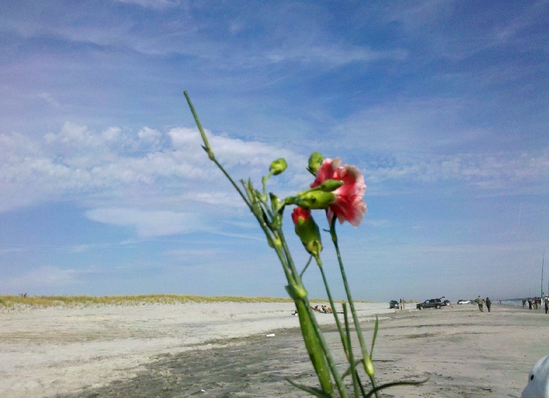 Flowers from the sea