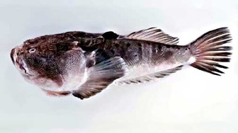 StarGazer Fish