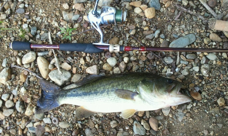 Father's day bass