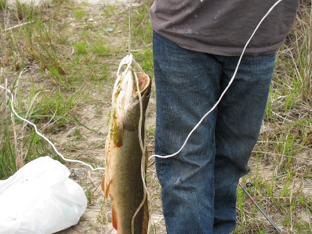 i think its a bowfin