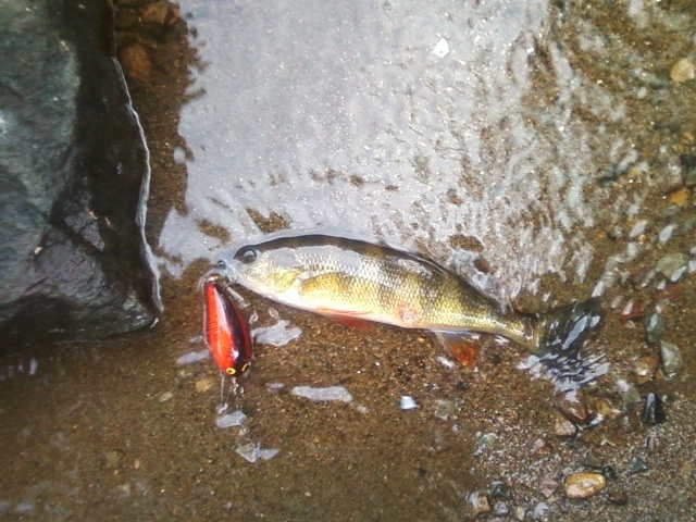 Yellow perch with a wound