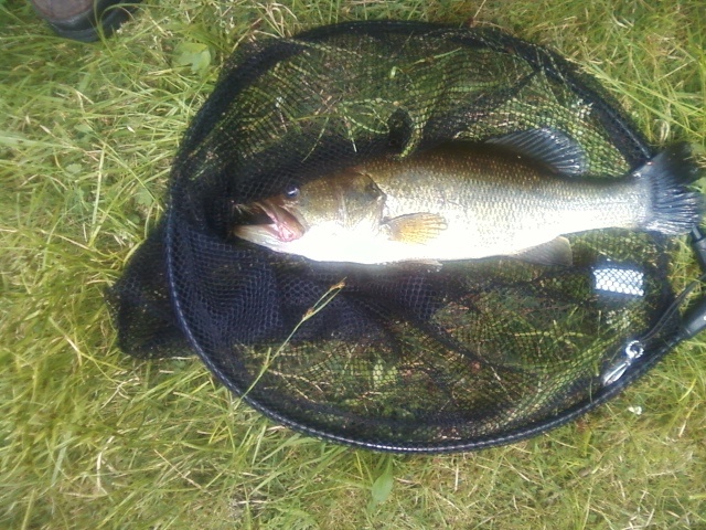 4th of July bass