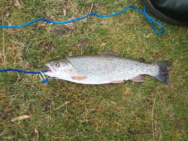 1st trout of the year