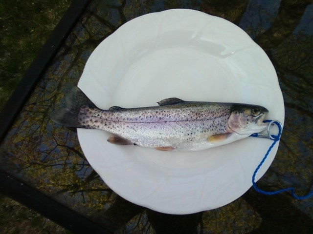 2nd trout of the year