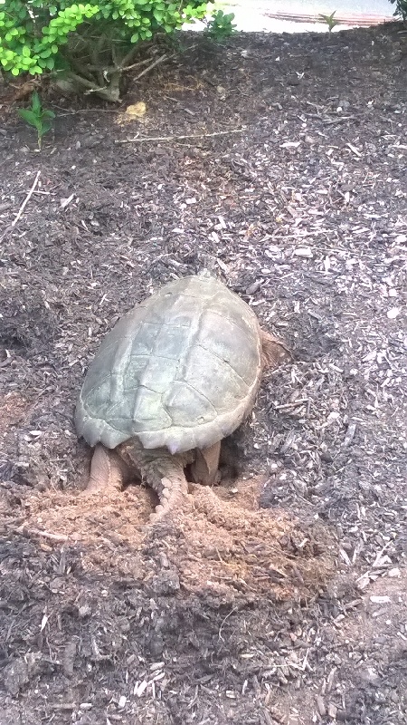 Snapper turtle laying eggs 