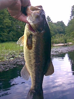 large moth bass