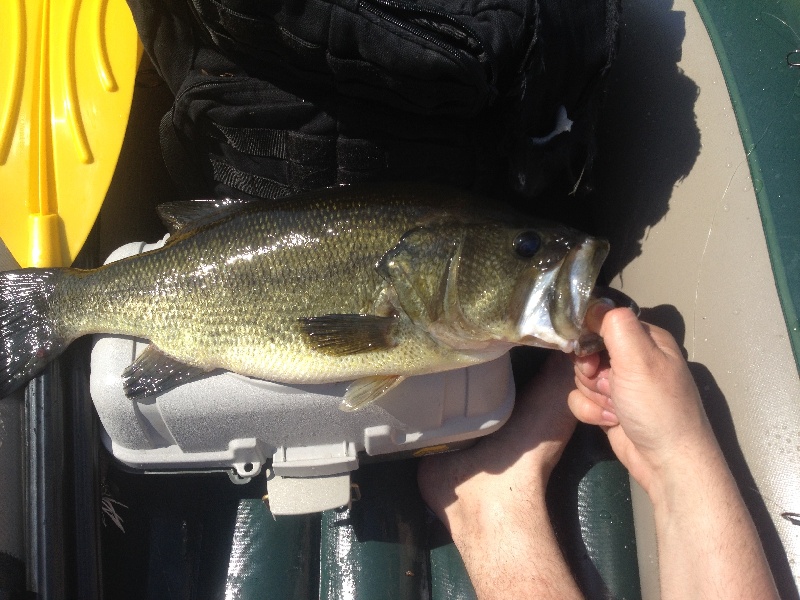 Foster's Pond Chunk