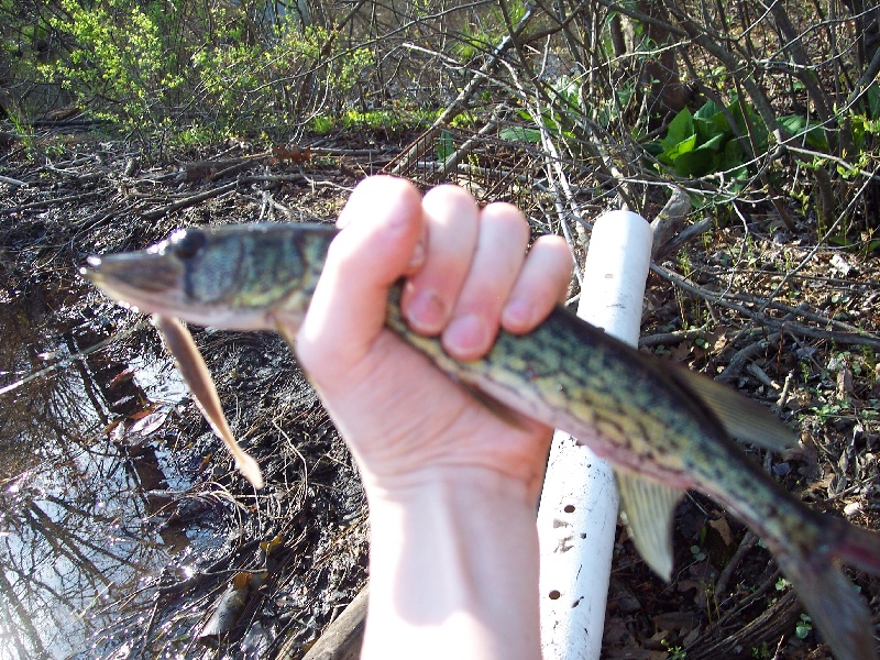 another pickerel