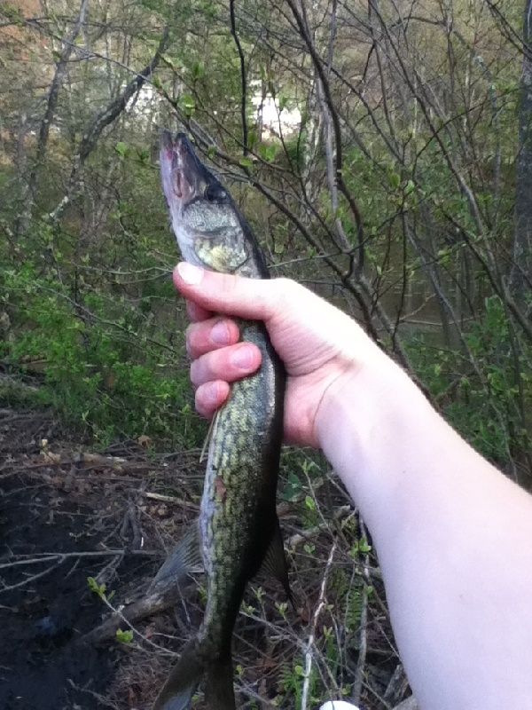 opening day fish