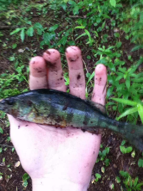 Lil' perch from my backyard pond