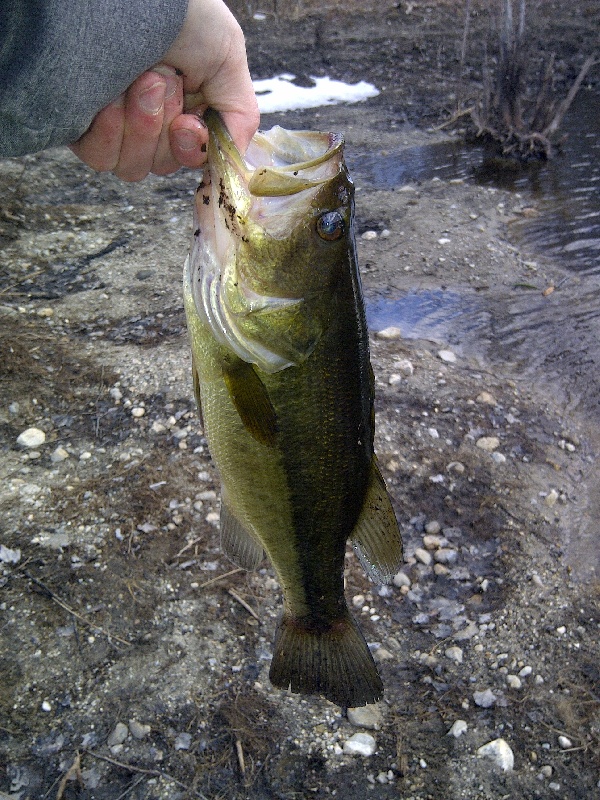 Another Bass