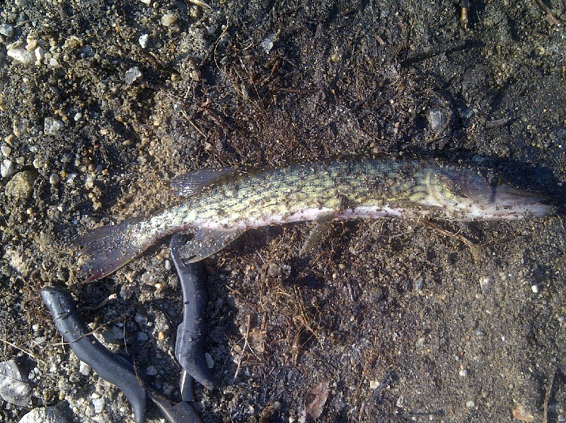 Another Pickerel