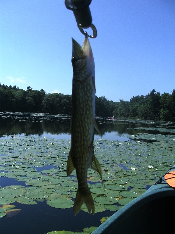 Pickerel was hungry too!