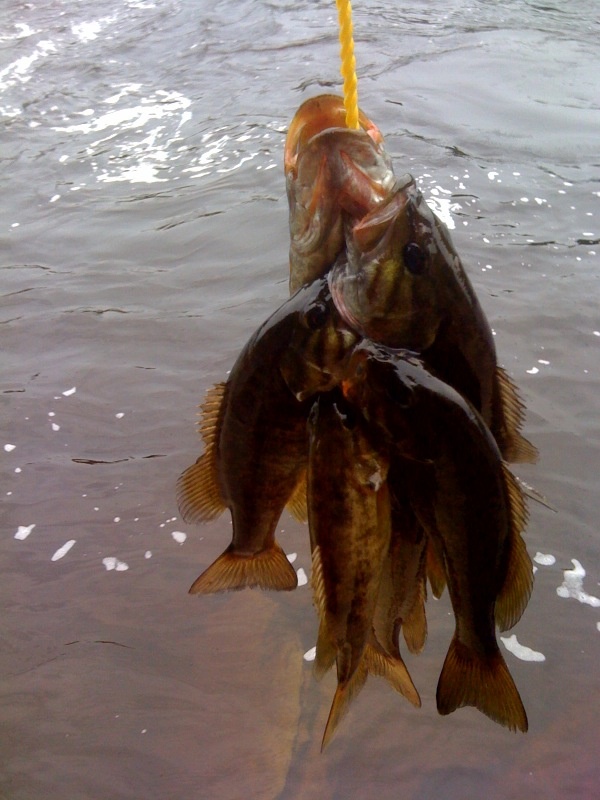 6 small mouth bass