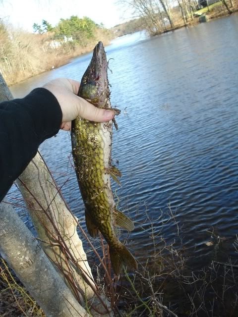 first fish of 2009