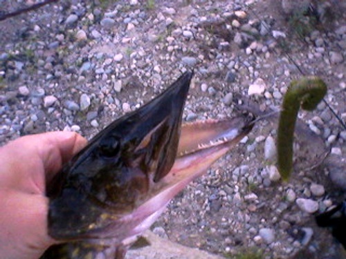 my first northern pike