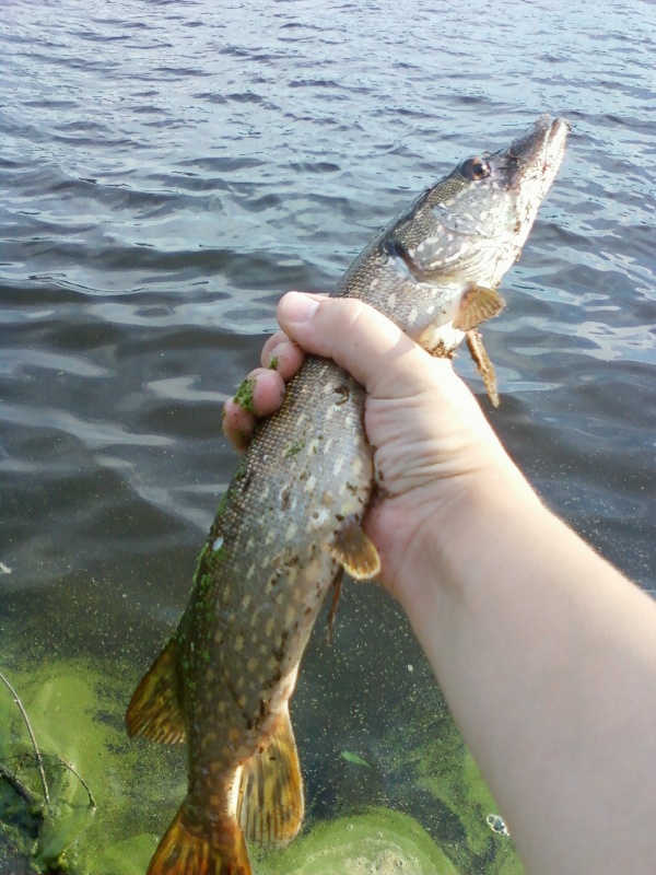 My first Pike ever, Concord River 090710