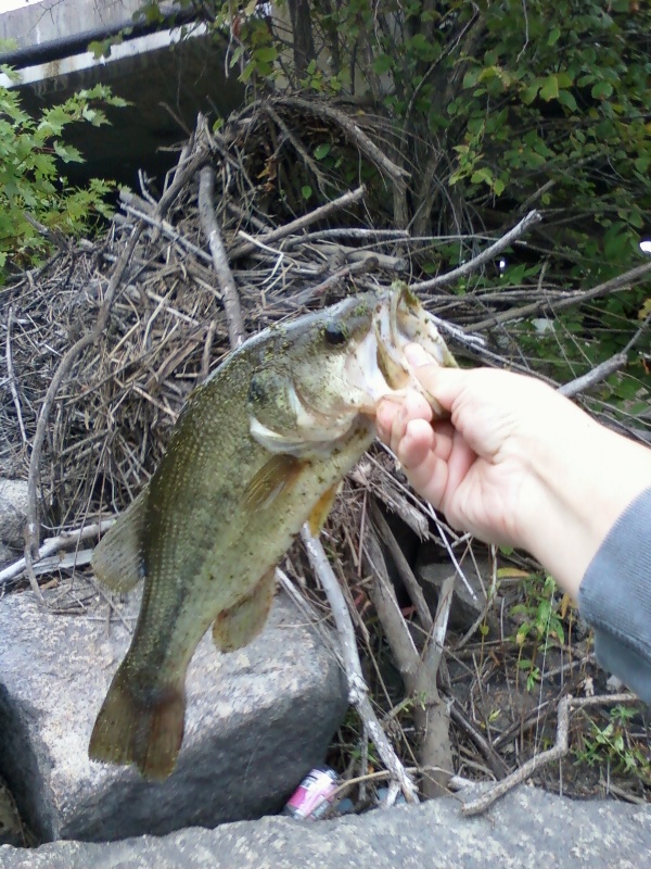 Largemouth Bass, 1 lb Concord River 090910