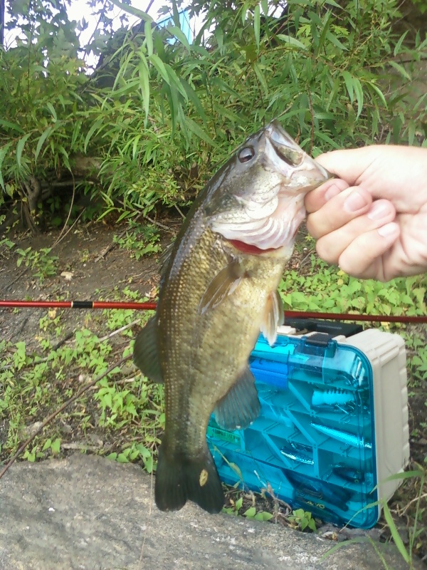 Bass from Concord River, Rte 3A bridge