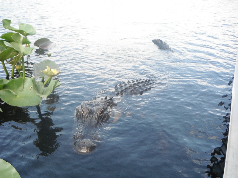 Another Gator In The Everglades