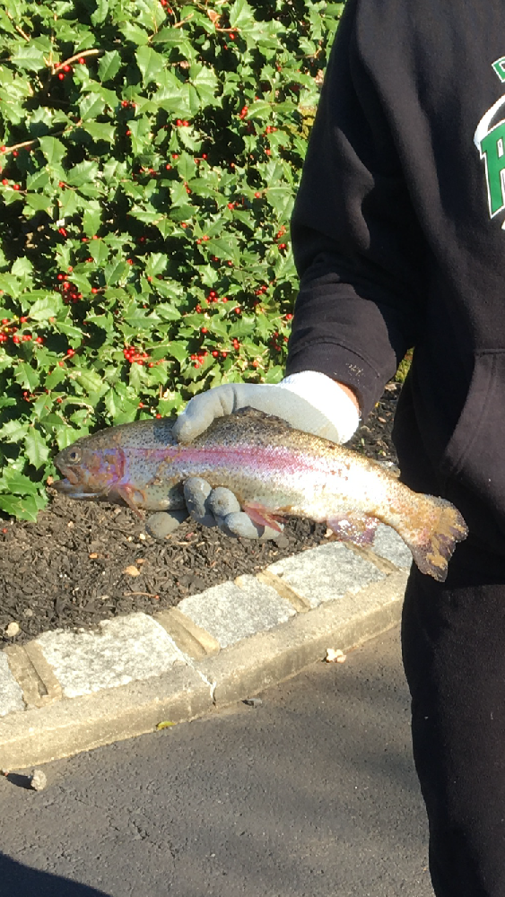 Nice Rainbow Trout 