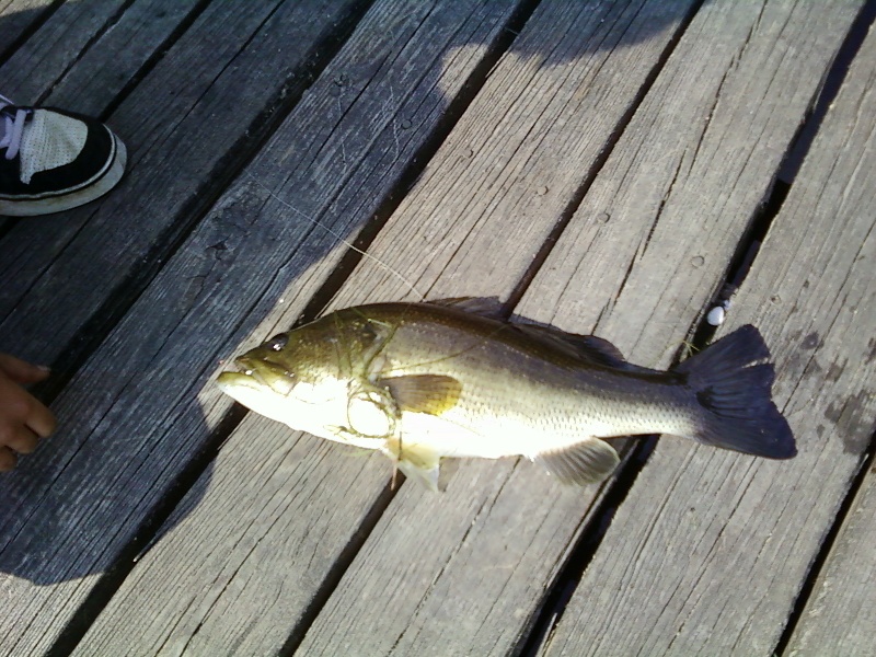 largest bass i caught