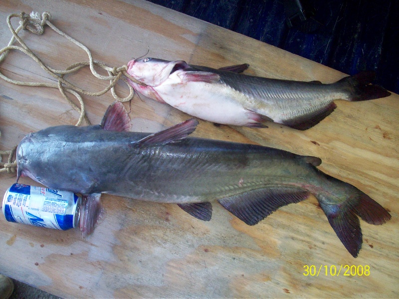 Blue Catfish Bout 5 1/2 beer cans long