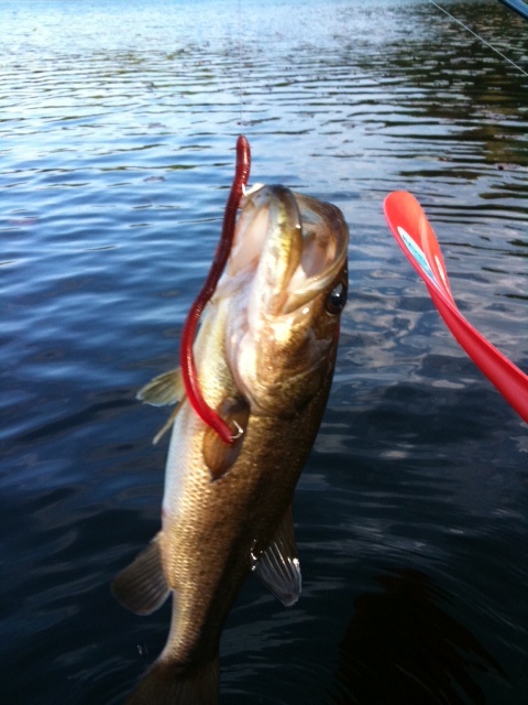 Bass at Uncas Pond