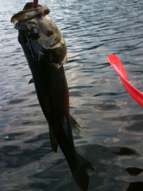 Bass at Uncas Pond