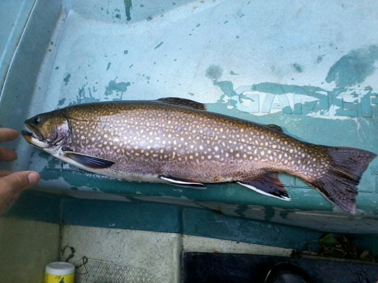 Brook Trout from 06/2012 