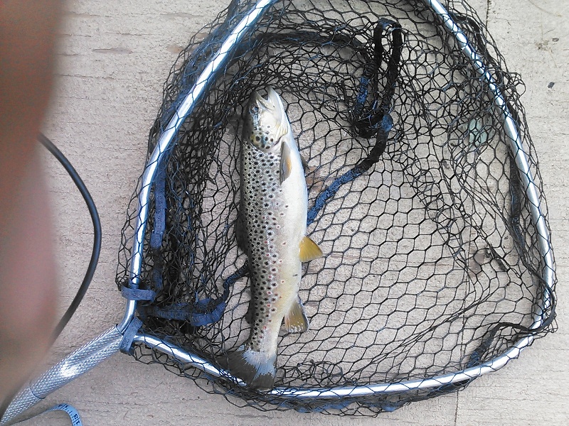 brown Trout 9/1/15