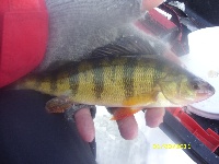 Muscoot ice fishing 2011 #1 Fishing Report