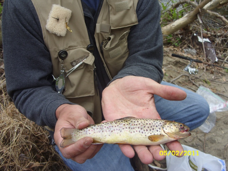Stream trout