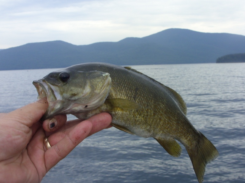 Lake George Small Mouth