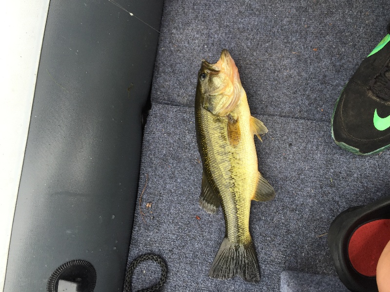 Bass caught at Indian Lake 7/19