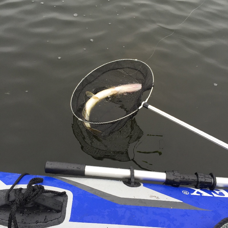 Pickerel caught at Indian Lake 7/19