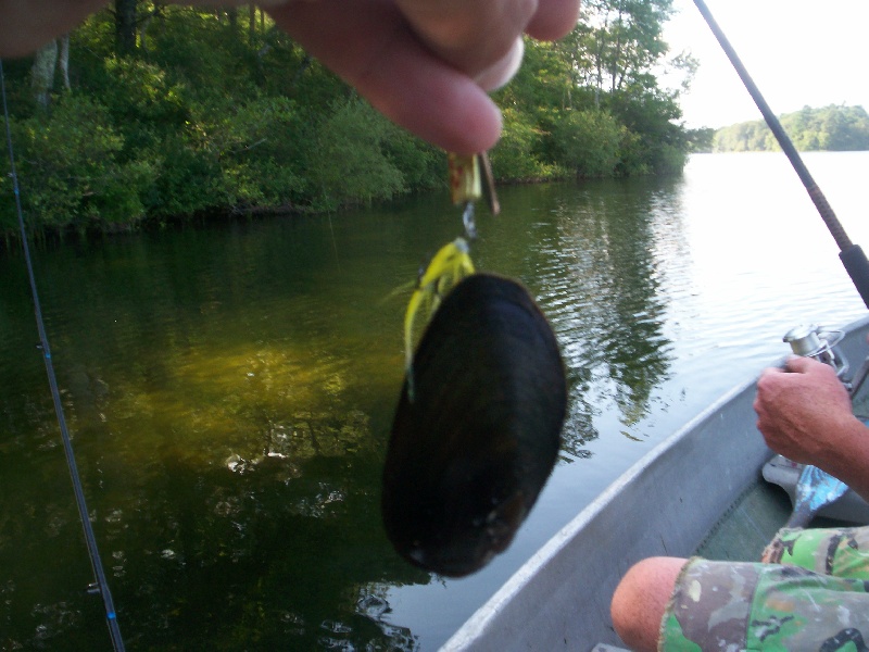 yeah, I caught a clam on a spinner