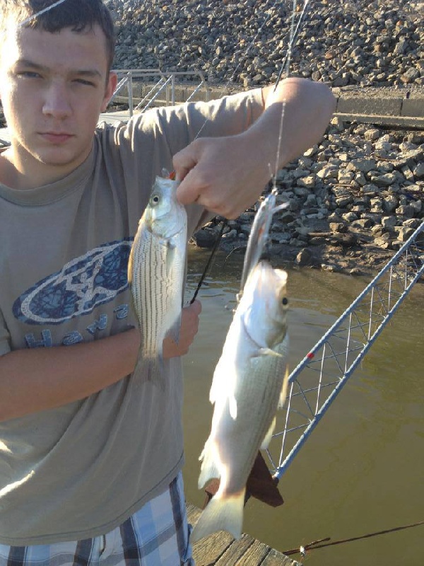 Two White Bass