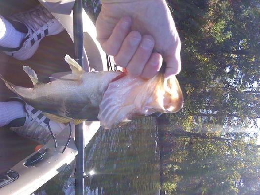 fall fishing, white spinner bait