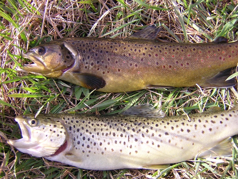 Fall Trout 