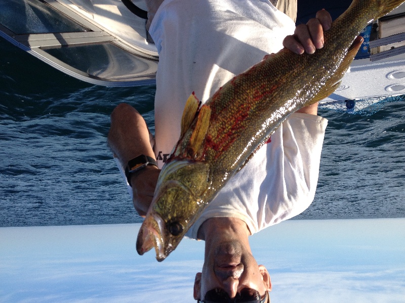 Lake Erie Walleye