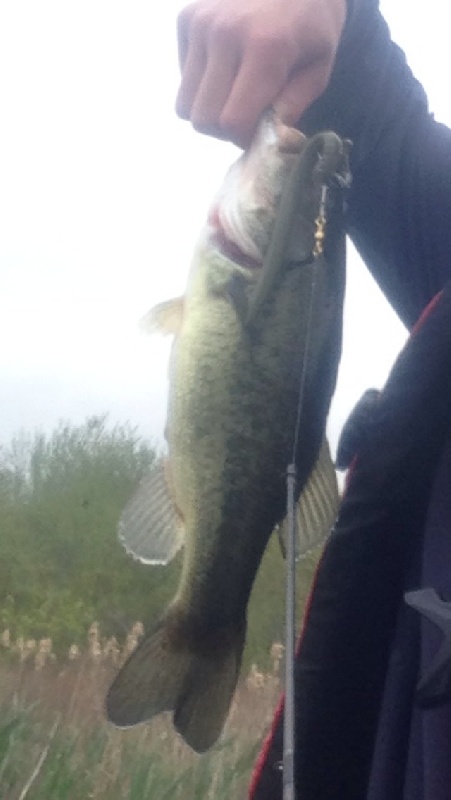 Largemouth bass 3